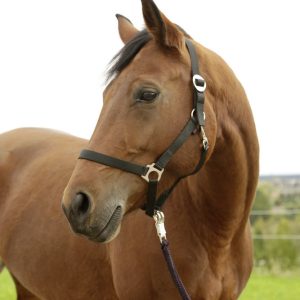 Halster zwart full - Afbeelding 1
