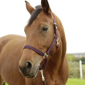 Halster aubergine Full - Afbeelding 1
