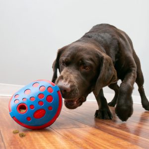 Kong Rewards Wally - Afbeelding 2