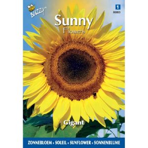 Buzzy Sunny Flowers, Reuzenzonnebloem Giganteus 080803 - Afbeelding 1