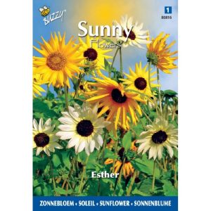 Buzzy Sunny Flowers, Zonnebloem Esther 080816 - Afbeelding 1
