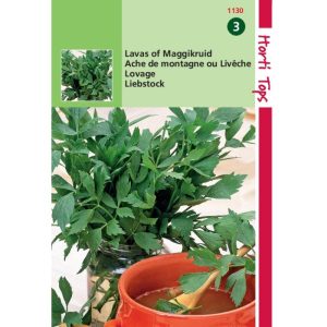 Horti Tops Lavas (maggiplant) 11130 - Afbeelding 1