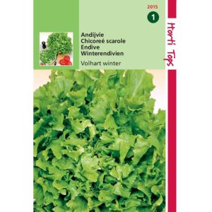 Horti Tops Andijvie Breedblad Volhart Winter 12015 - Afbeelding 1