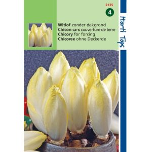 Horti Tops Witlof Mechelse Middelvroeg, Videna 12135 - Afbeelding 1