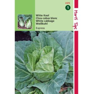 Horti Tops Wittekool Express, Vroege Spitse 12375 - Afbeelding 1