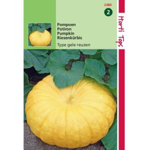Horti Tops Pompoenen Jaune de Paris (Centenaar) 12480 - Afbeelding 1