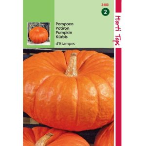 Horti Tops Pompoenen Rouge vif d' Etampes 12483 - Afbeelding 1