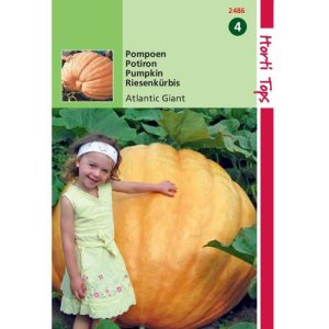 Horti Tops Pompoenen Atlantic Giant 12486 - Afbeelding 1
