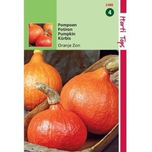 Horti Tops Pompoenen Uchiki Kuri 12488 - Afbeelding 1