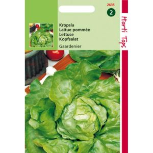 Horti Tops Kropsla Gaardenier Zeer Laatschietend 12635 - Afbeelding 1