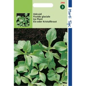 Horti Tops IJskruid 12965 - Afbeelding 1