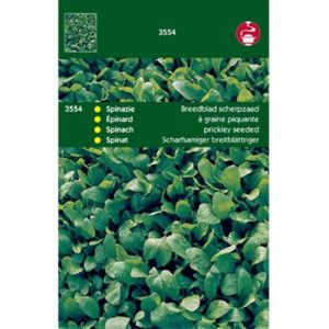 Horti Tops Spinazie Breedblad Scherpzaad zomer, 100g 13554 - Afbeelding 1