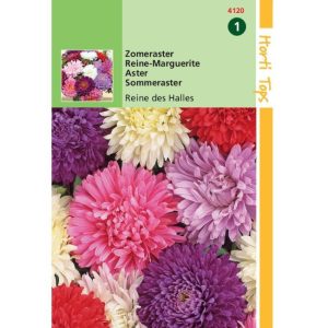 Horti Tops Callistephus, Zomeraster Koningin der Hallen gemengd 14120 - Afbeelding 1