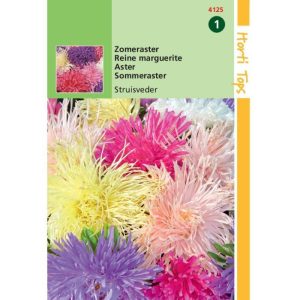 Horti Tops Callistephus, Zomeraster Struisveder gemengd 14125 - Afbeelding 1
