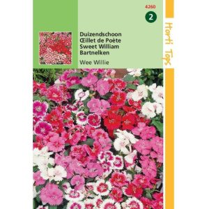 Horti Tops Dianthus, Duizendschoon Wee Willie gemengd 14260 - Afbeelding 1