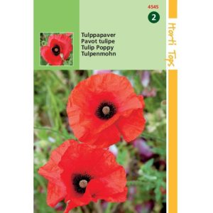 Horti Tops Papaver, Tulppapaver 14545 - Afbeelding 1