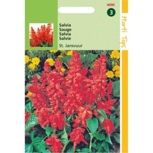 Horti Tops Salvia, Vuursalie St. Jansvuur 14690 - Afbeelding 1