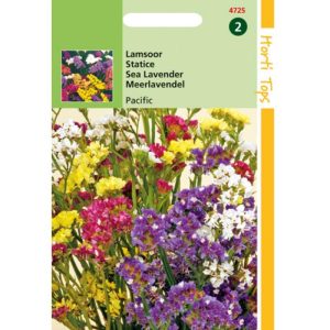 Horti Tops Statice, Lamsoor Pacific gemengd 14725 - Afbeelding 1