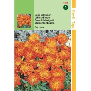 Horti Tops Tagetes, lage Afrikaan Carmen 14780 - Afbeelding 1