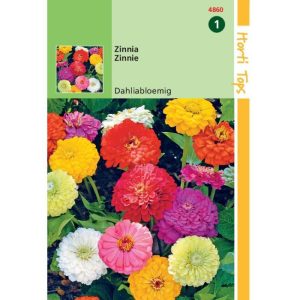Horti Tops Zinnia Dahliabloemig 14860 - Afbeelding 1
