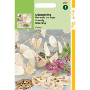 Horti Tops Lunaria, Judaspenning Violet 15100 - Afbeelding 1