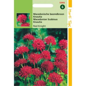 Horti Tops Knautia, Macedonische beemdkroon Red KnigHorti Tops 153955 - Afbeelding 1