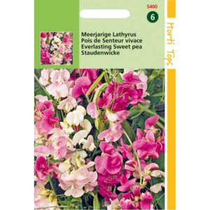 Horti Tops Lathyrus, brede Lathyrus gemengd 15400 - Afbeelding 1