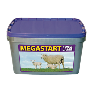 Megastart Ewe&Lamb - Afbeelding 1
